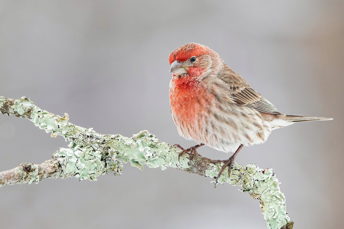 House Finch - Matthew Plante