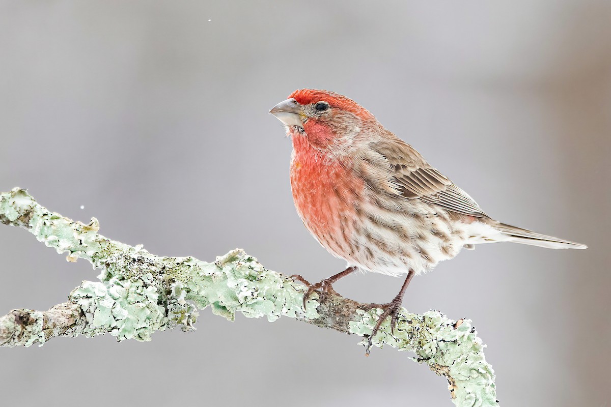 House Finch - ML305823761