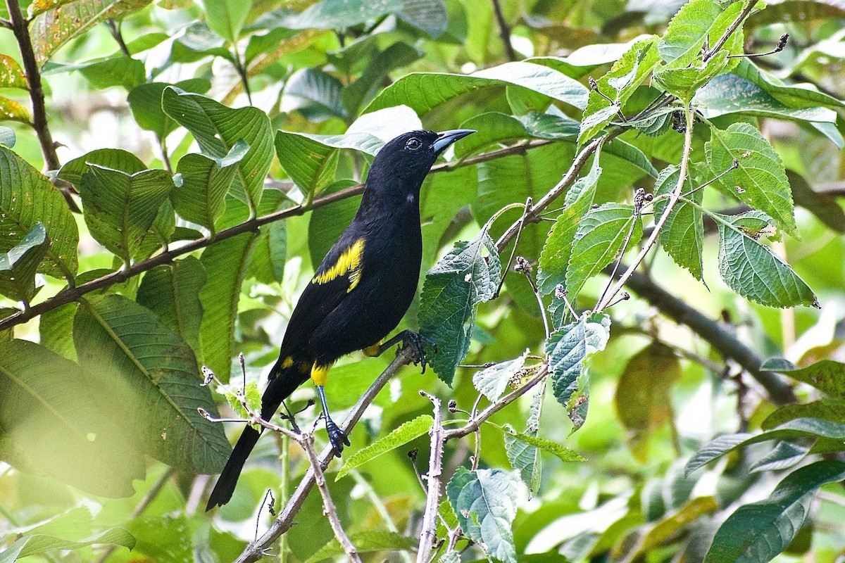 Cuban Oriole - ML305823891