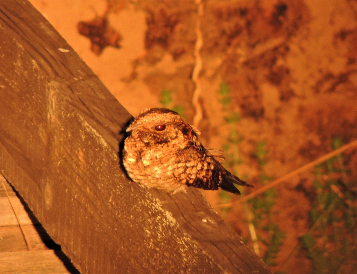 Montane Nightjar (Rwenzori) - ML305823981