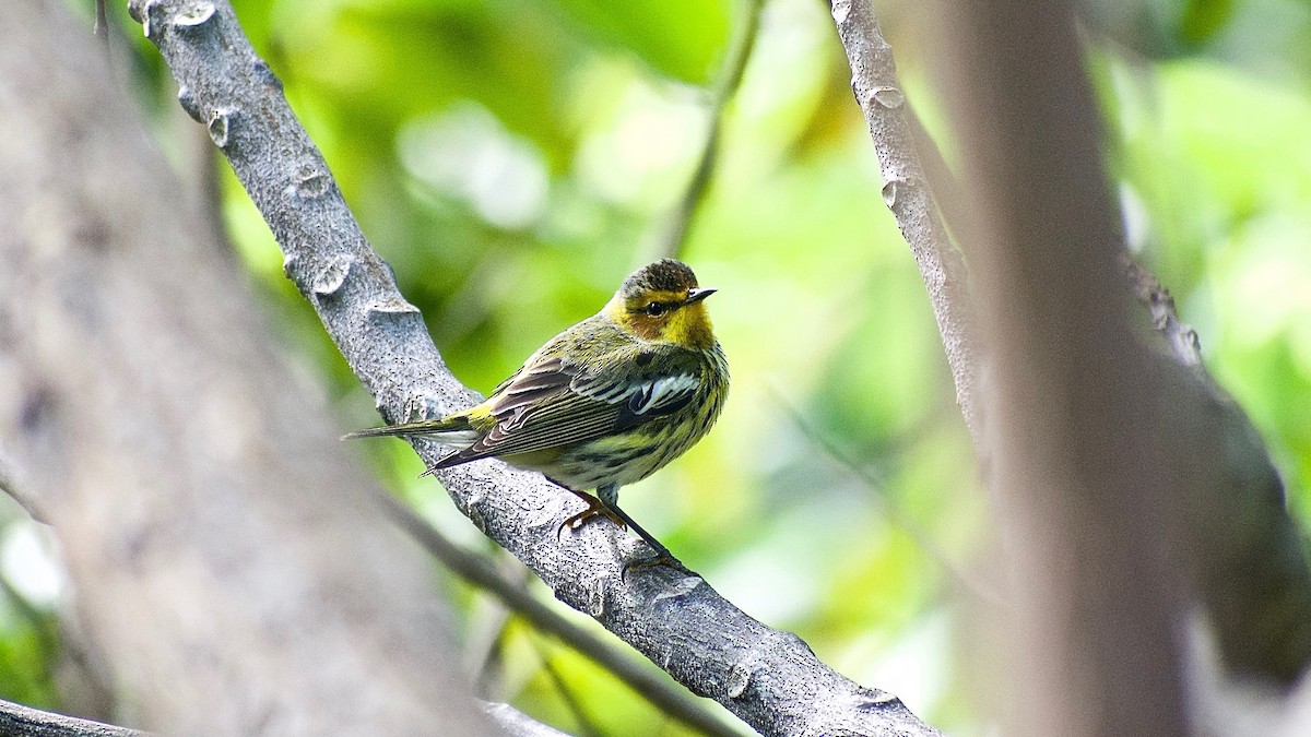 Cape May Warbler - Roberto Jovel