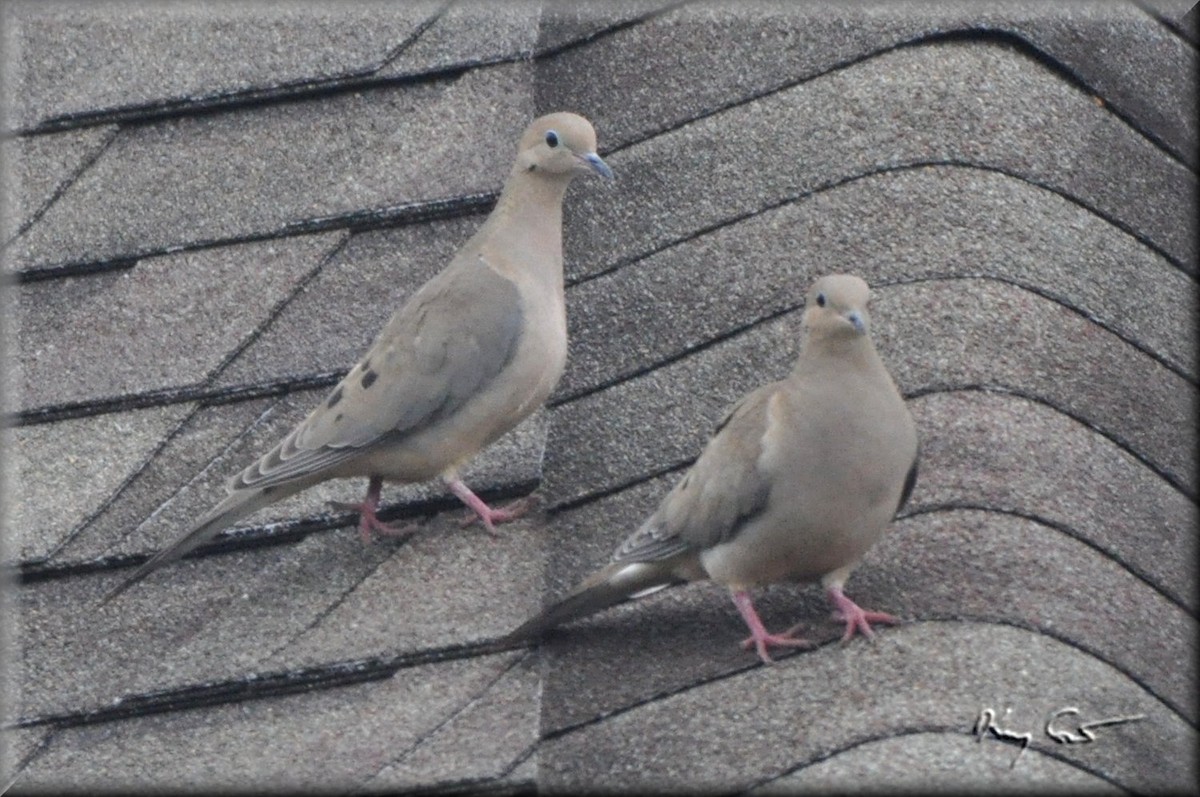 Mourning Dove - Kevin Smith