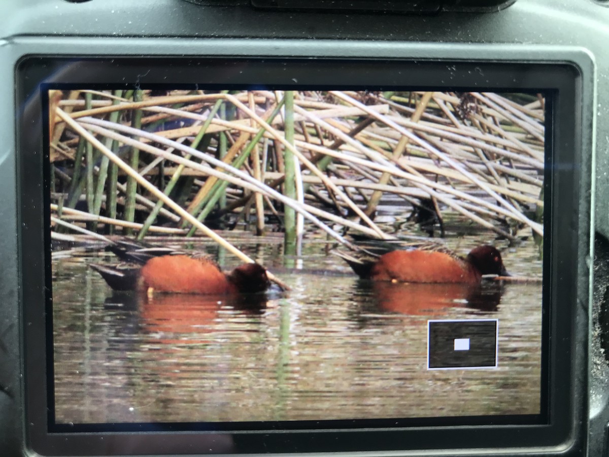 Cinnamon Teal - Kenneth Skolnik