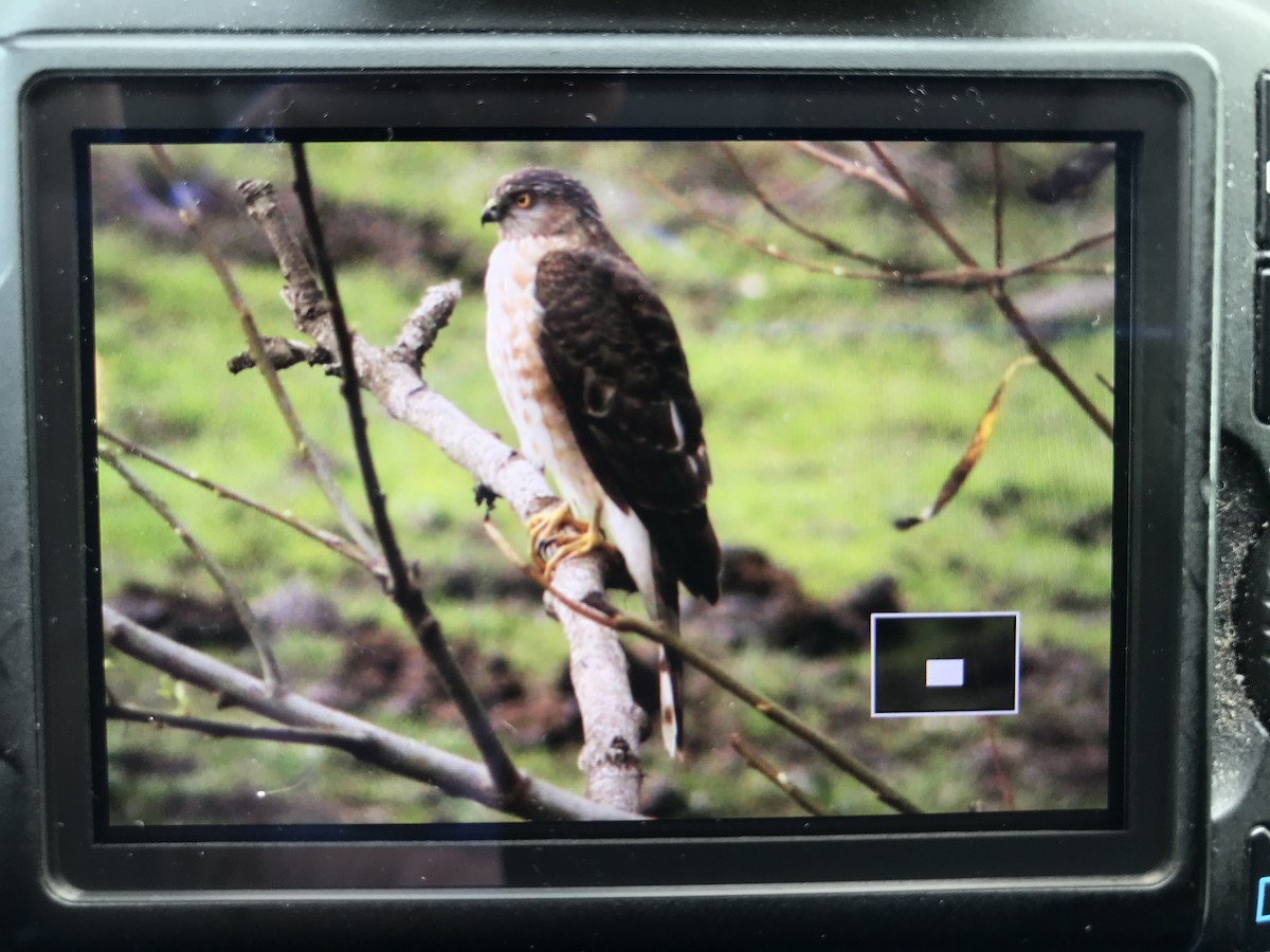 Sharp-shinned Hawk - Kenneth Skolnik