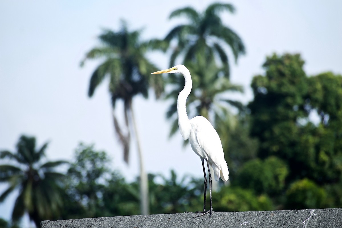 Great Egret - ML305826231