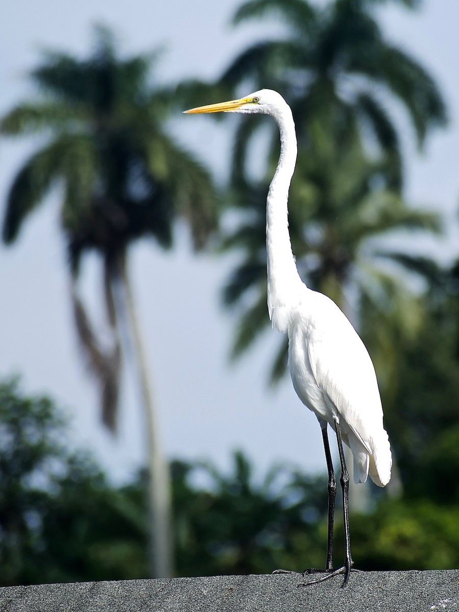 Great Egret - Roberto Jovel