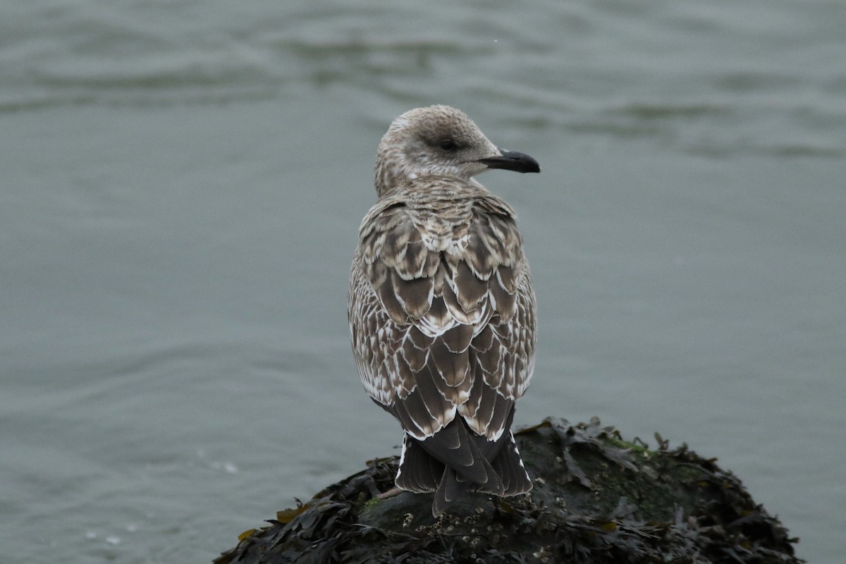 Gaviota Sombría - ML305828061