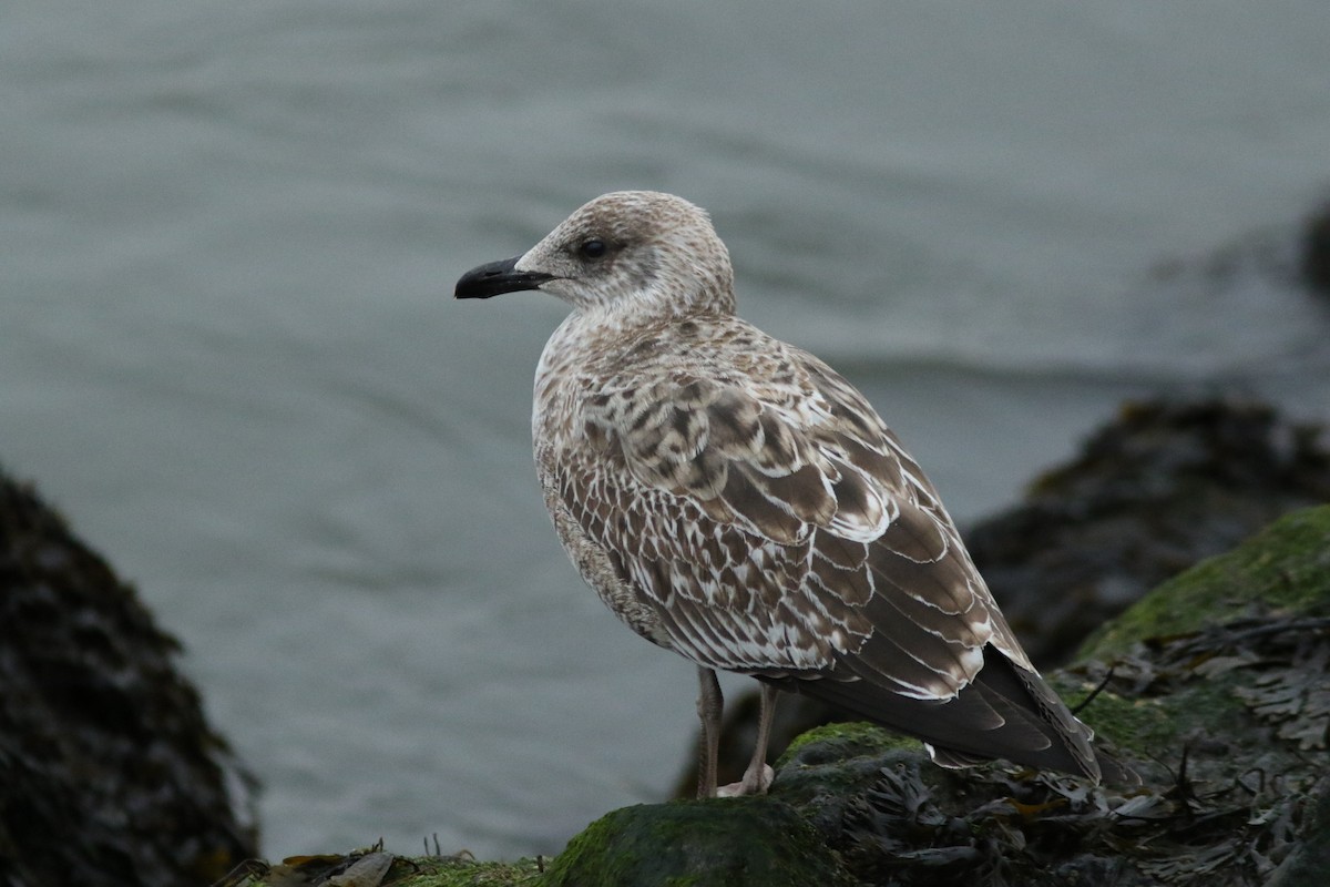 Lesser Black-backed Gull - Shane Blodgett