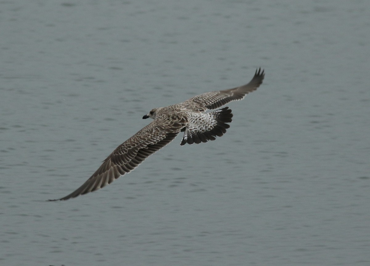 Lesser Black-backed Gull - ML305828091