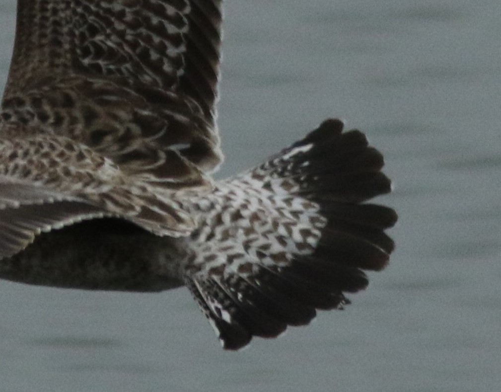 Lesser Black-backed Gull - Shane Blodgett