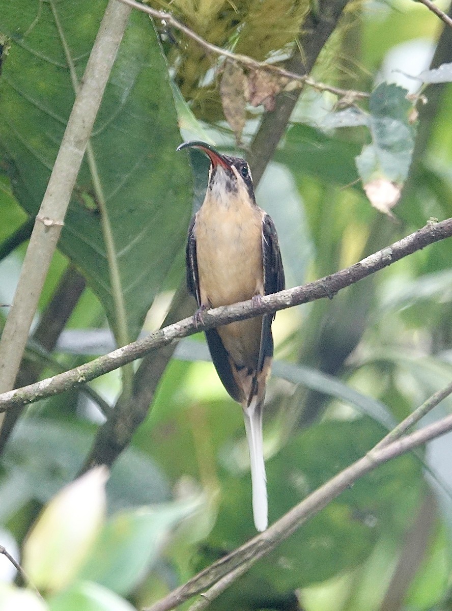 Tawny-bellied Hermit - ML305828401