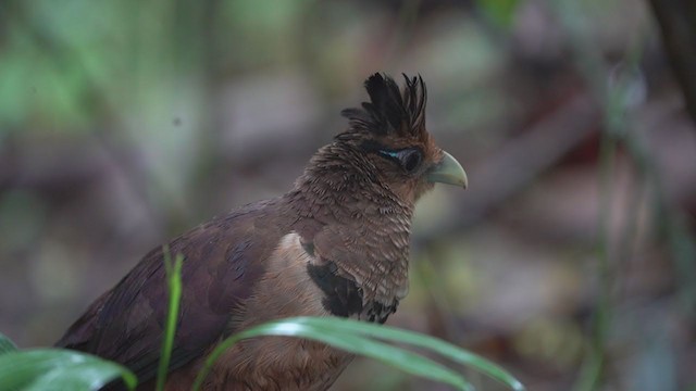 Rufous-vented Ground-Cuckoo - ML305830041