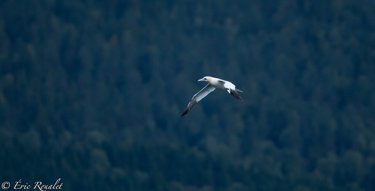 Northern Gannet - ML305830301