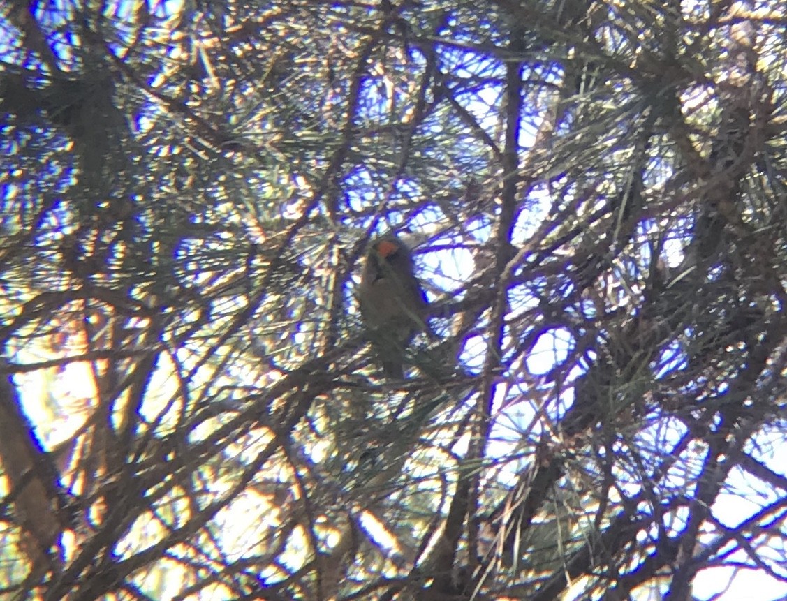 Шар мэлзэн задуулай - ML305830461