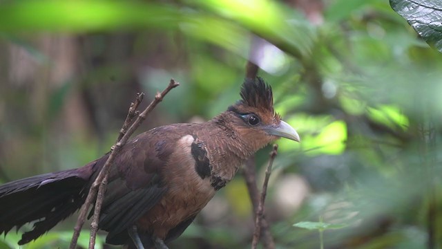 Rufous-vented Ground-Cuckoo - ML305830521