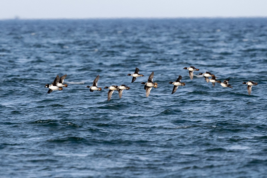 Common Goldeneye - ML305833701