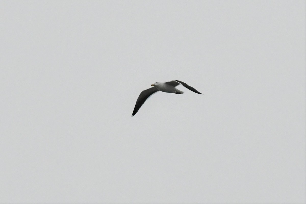 Great Black-backed Gull - ML305833891