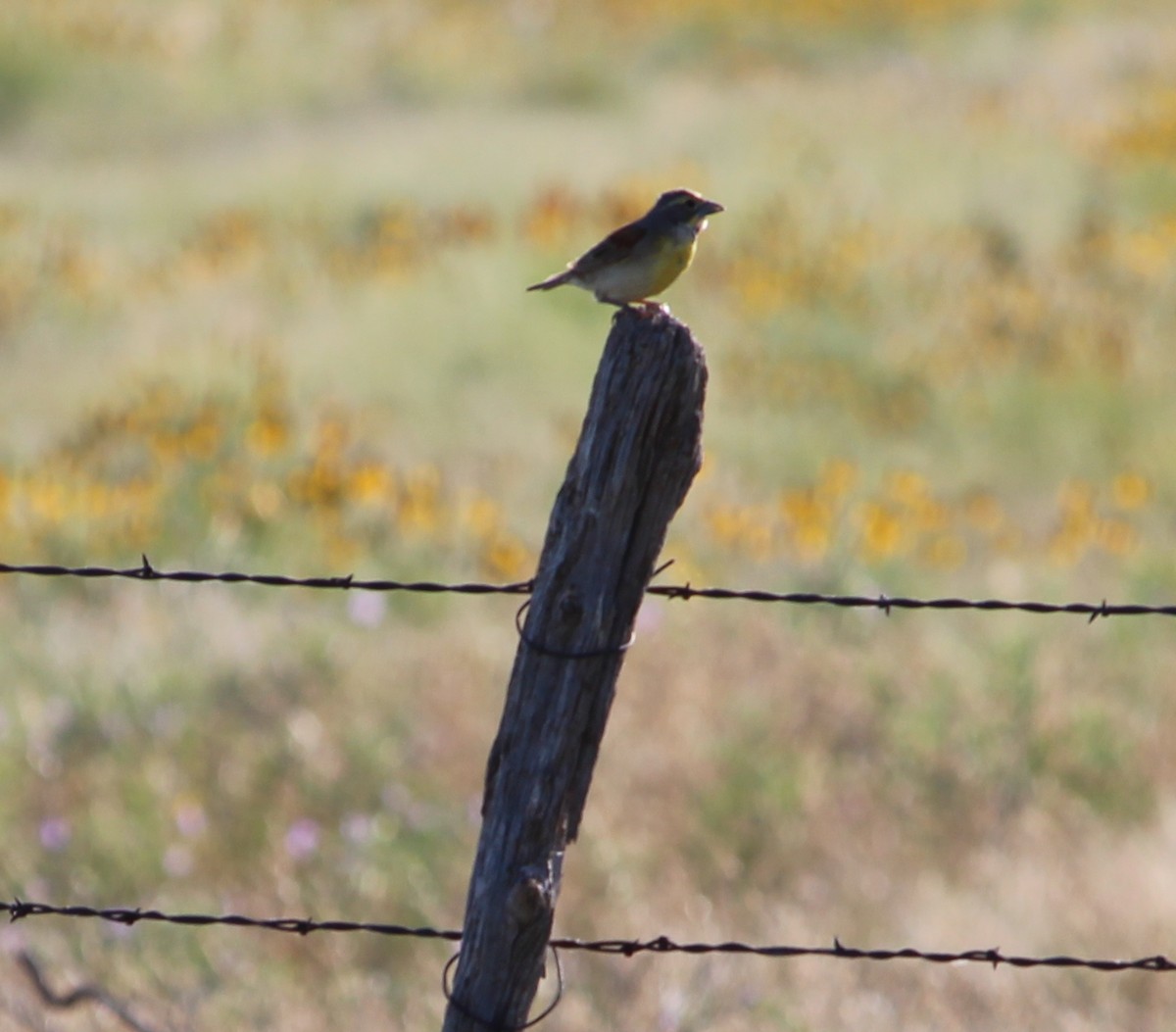 Dickcissel - ML30583771