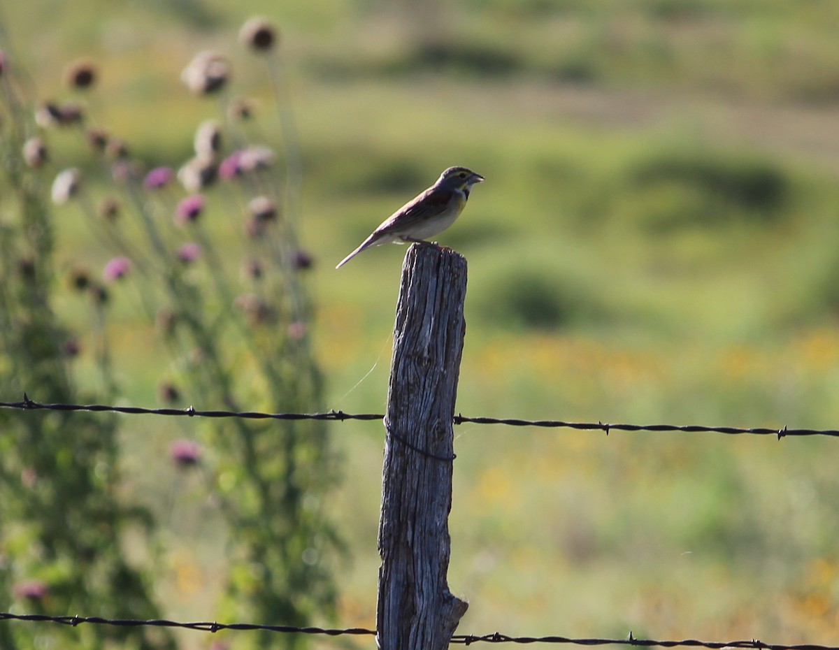 Dickcissel - ML30583781