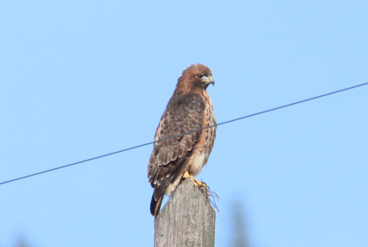 Red-tailed Hawk - Chris Charlesworth