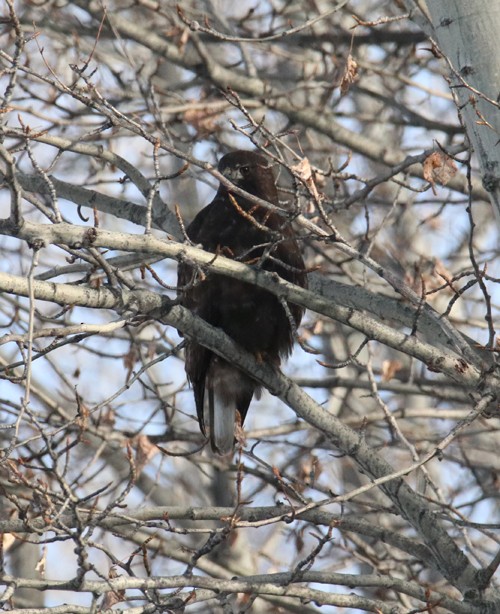 Red-tailed Hawk - ML305841101