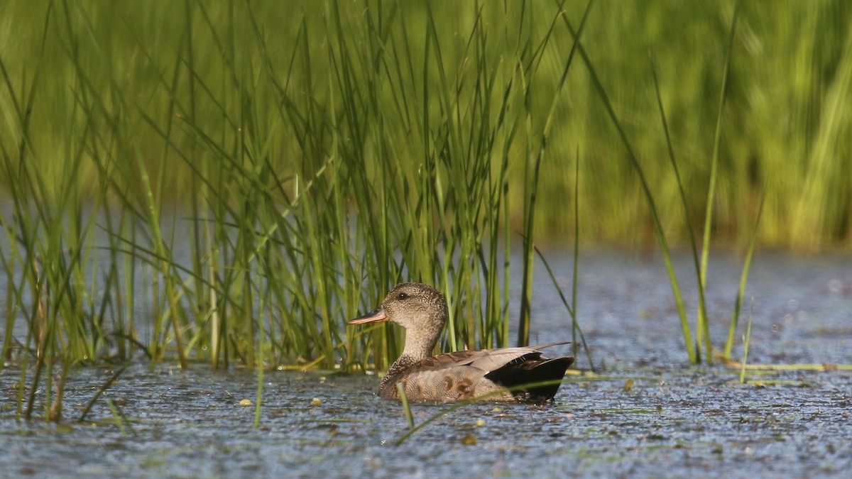 Gadwall - ML30584111