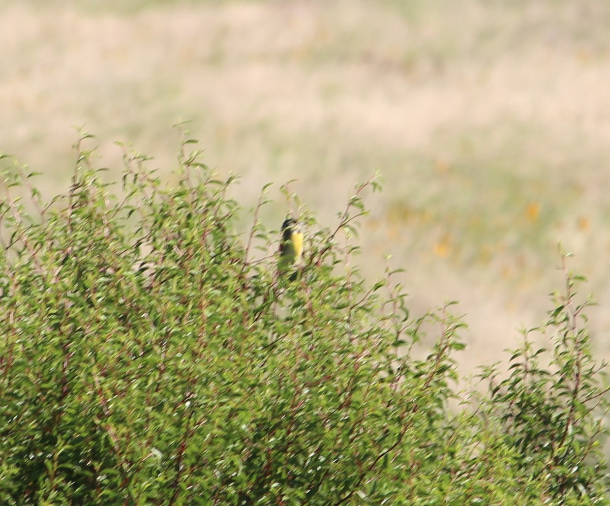 Dickcissel - ML30584281