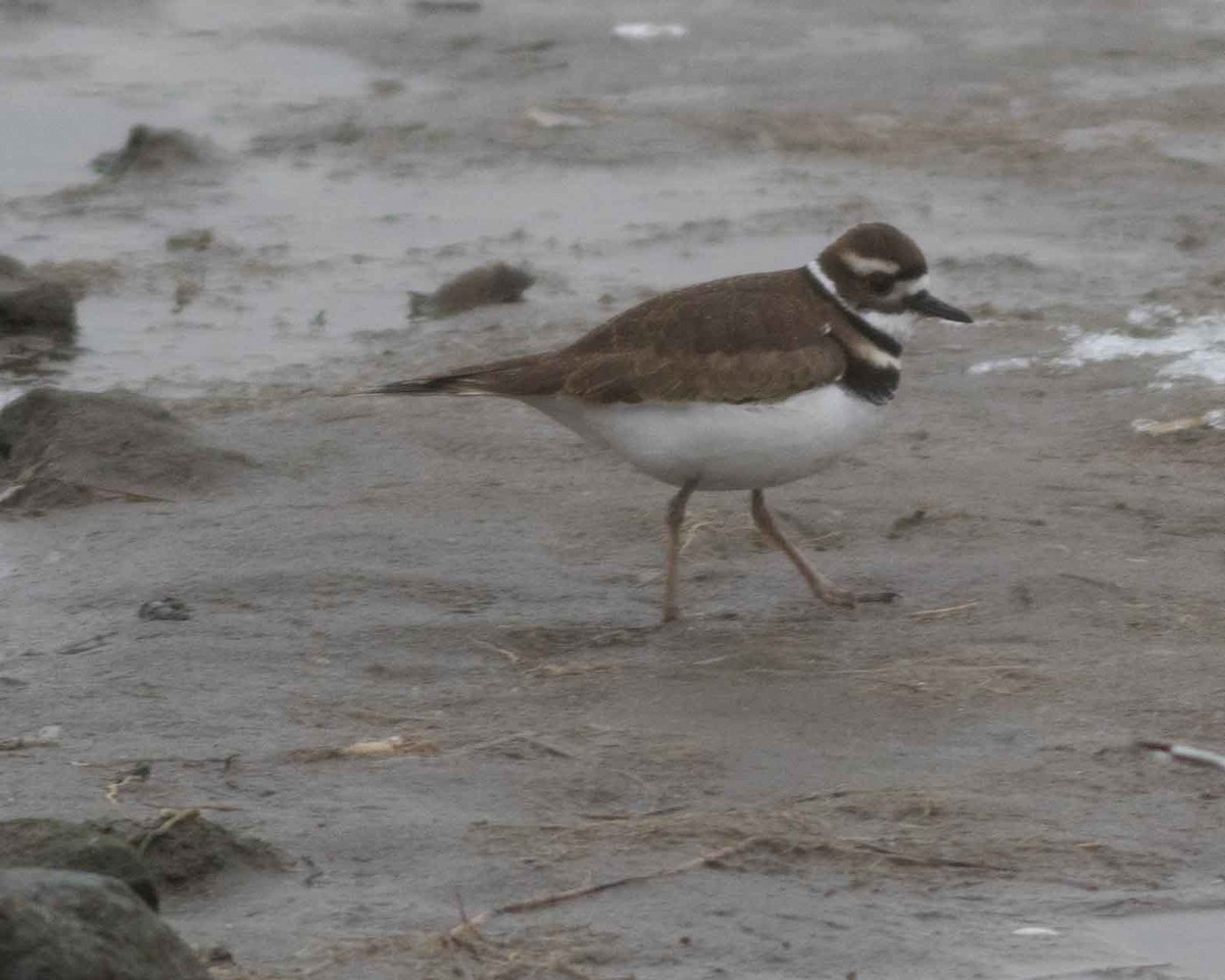 Killdeer - ML305842811