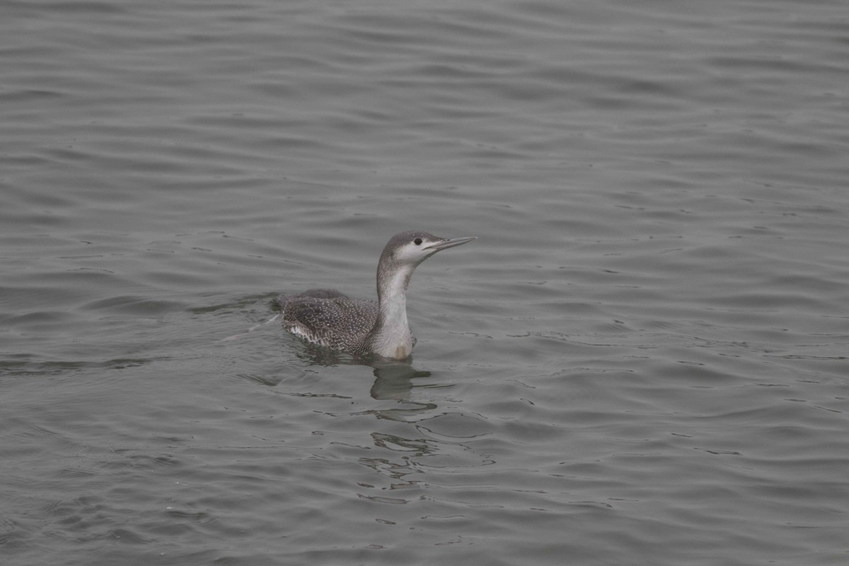 Red-throated Loon - ML305842921