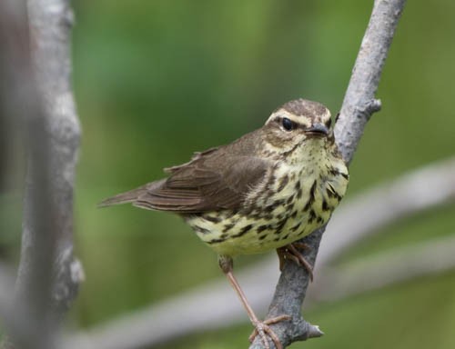 Northern Waterthrush - ML30584311