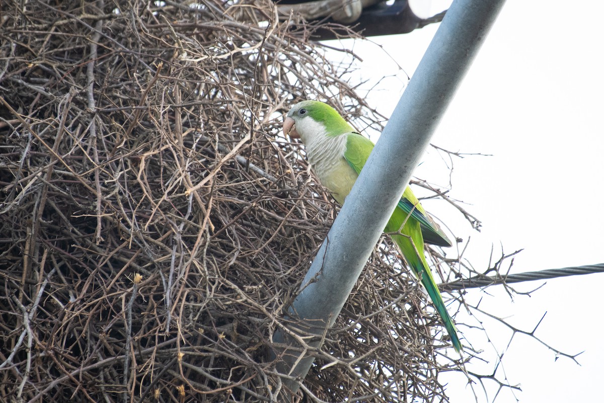 Monk Parakeet - ML305844561