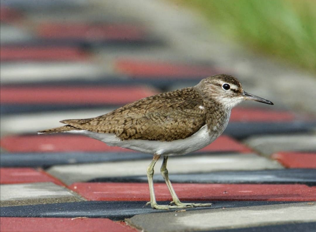 Common Sandpiper - ML305846291