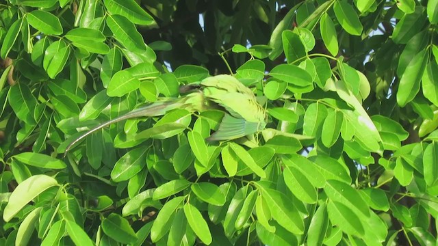 Rose-ringed Parakeet - ML305847061