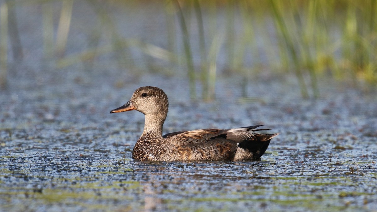 Gadwall - ML30584801