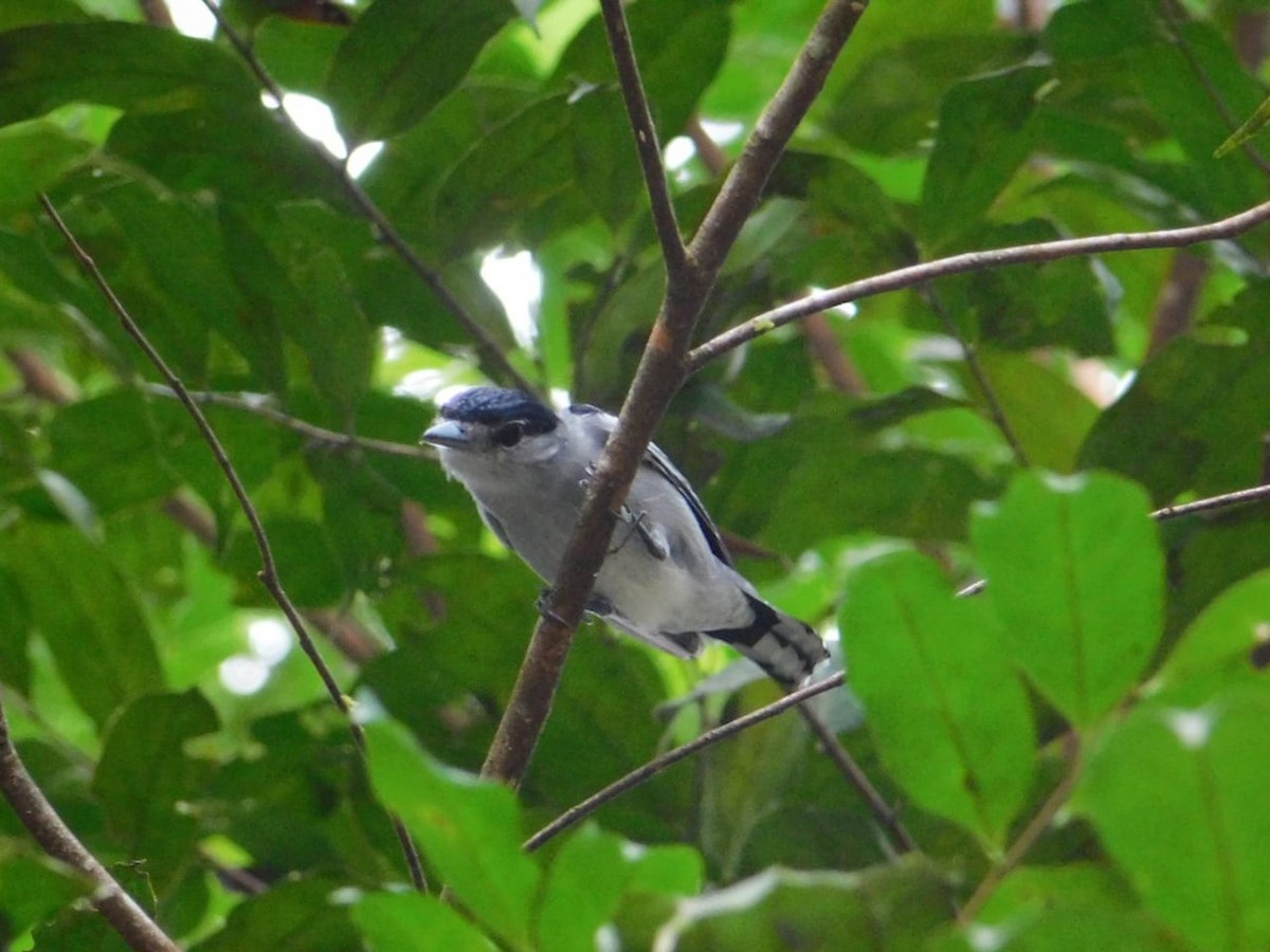 Black-capped Becard - George Dávila