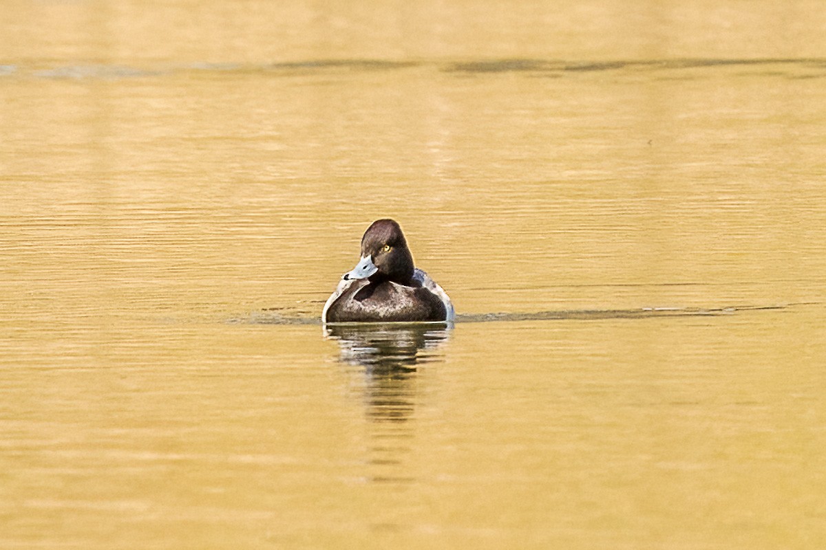 Lesser Scaup - Paul Beerman