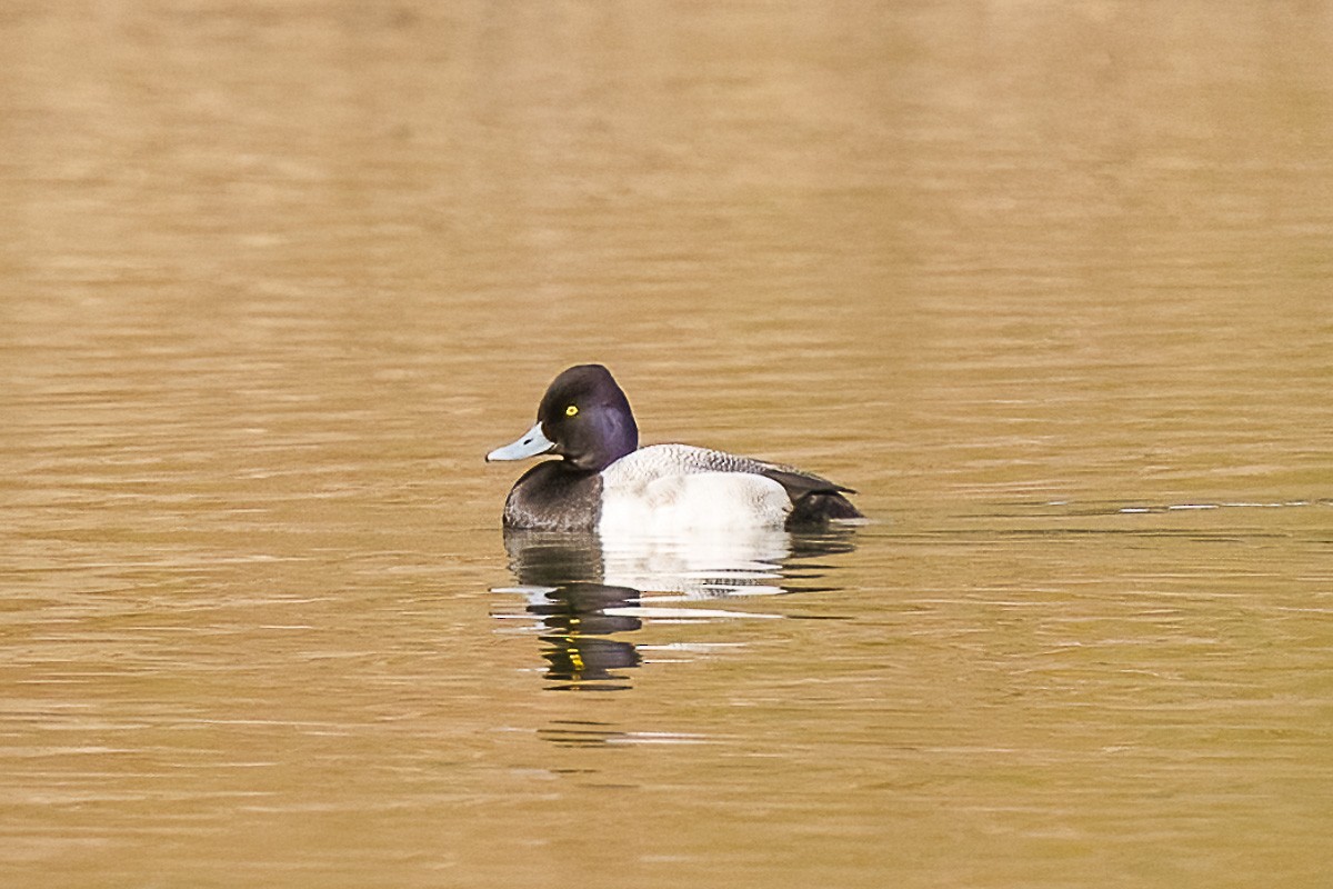 Lesser Scaup - Paul Beerman