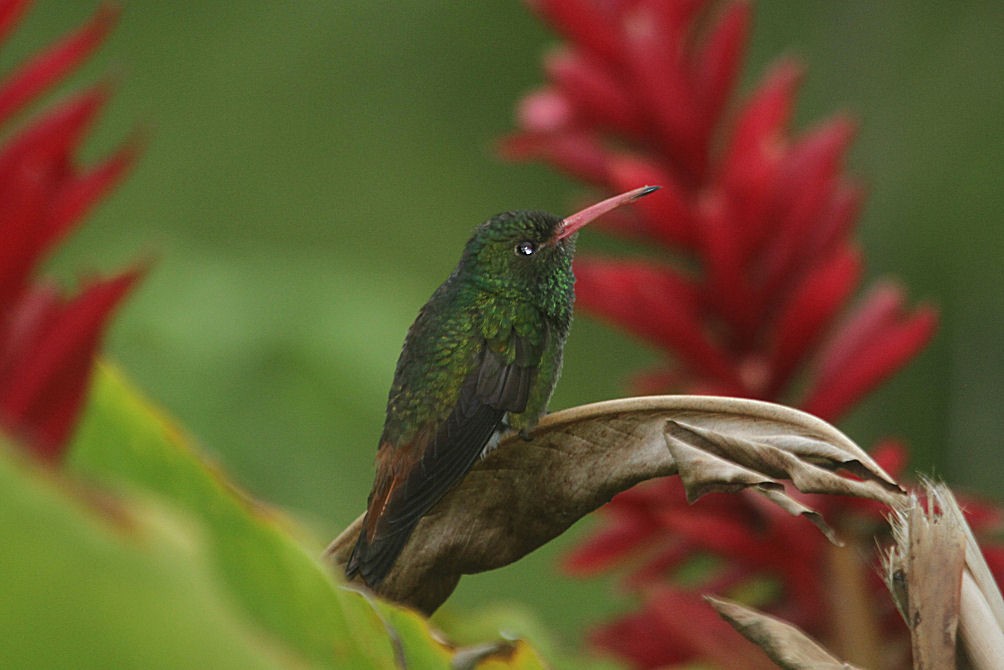 Rufous-tailed Hummingbird - Roger Boyd