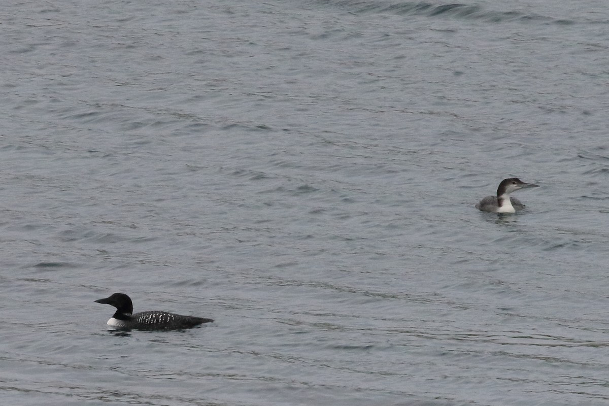 Common Loon - Roly Pitts