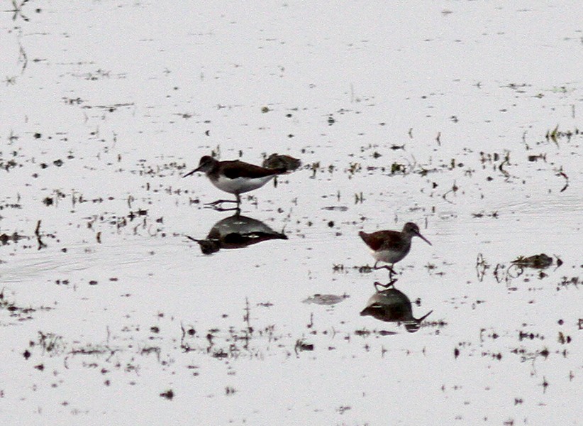 Green Sandpiper - ML30585621