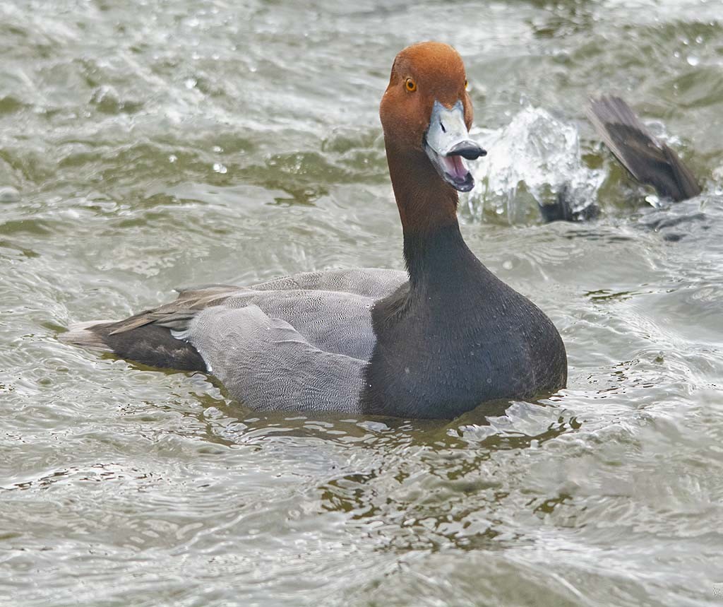 Redhead - Hugh Vandervoort