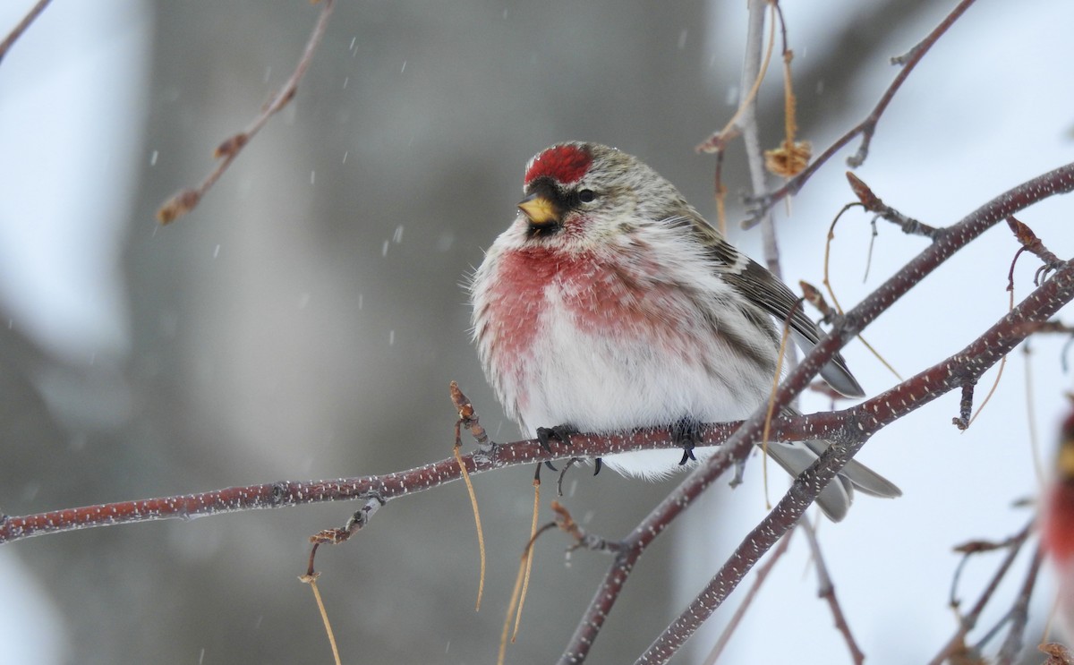 Common Redpoll - Weston Barker