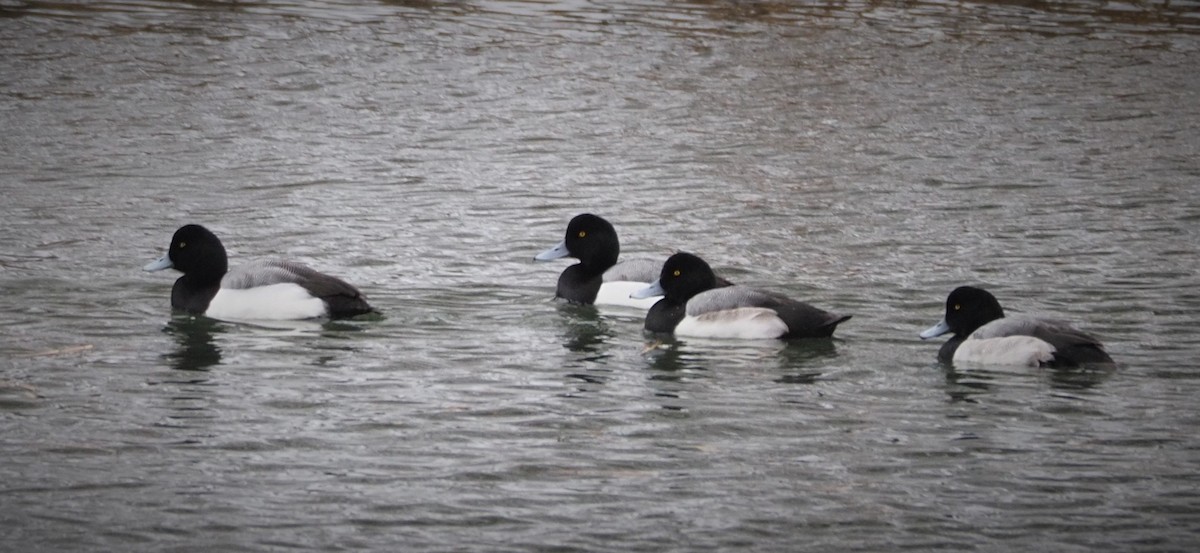 Greater Scaup - ML305858131