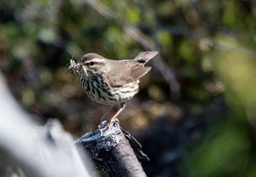 Northern Waterthrush - ML30585871
