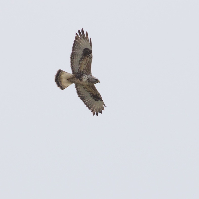 Rough-legged Hawk - Ed Harper