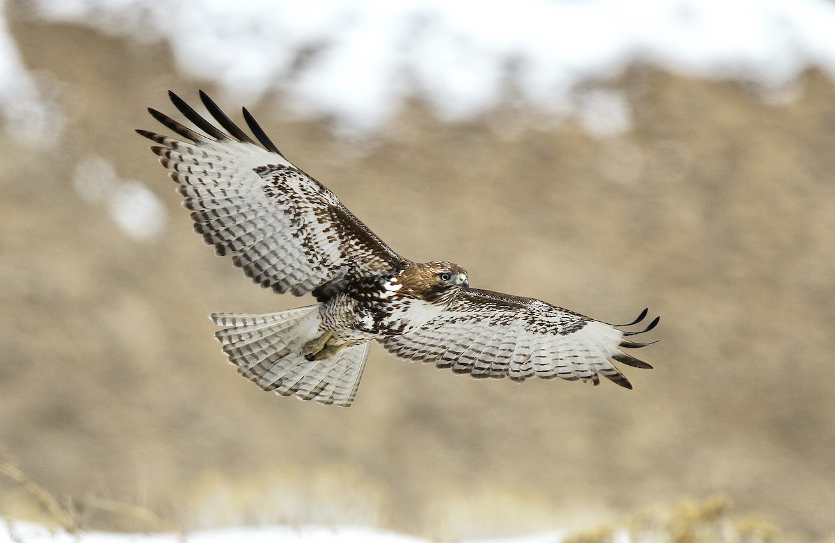 Red-tailed Hawk (calurus/alascensis) - ML305860621