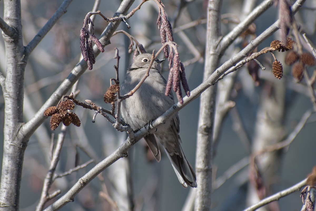 Townsend's Solitaire - ML305861171