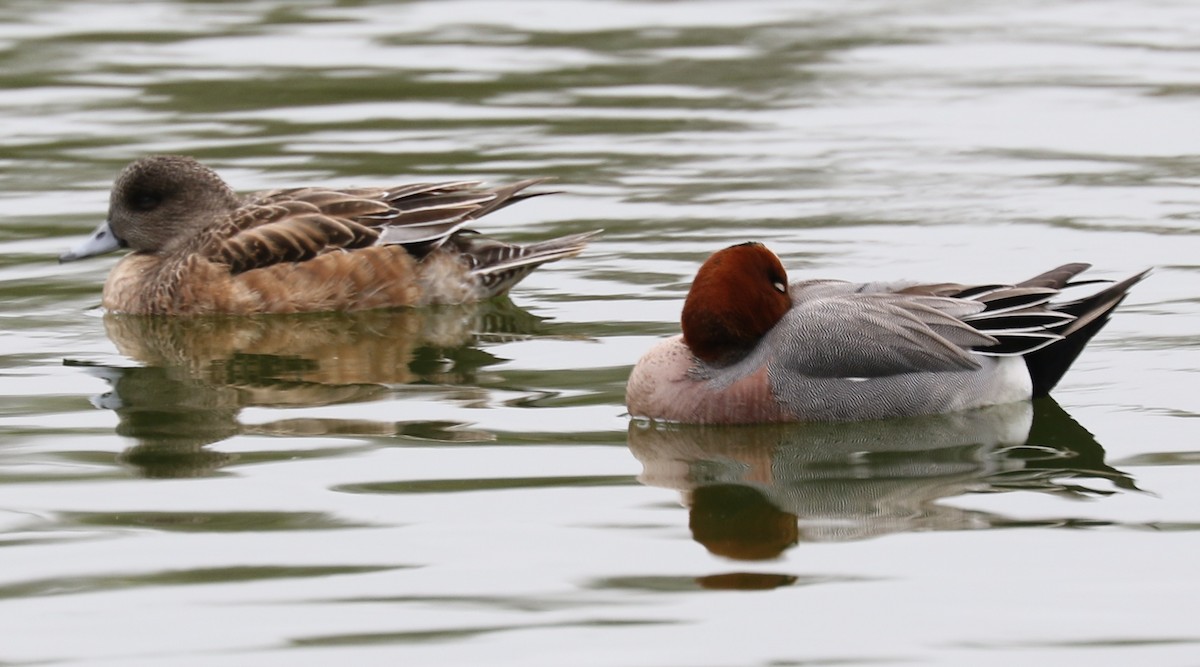 Eurasian Wigeon - ML305861731