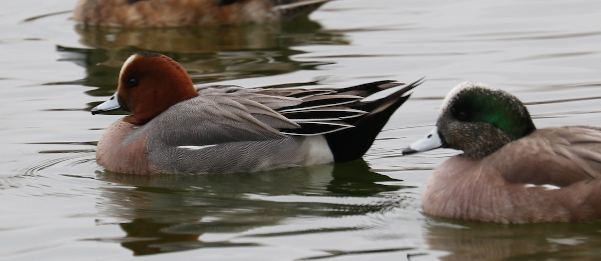 Eurasian Wigeon - ML305861741