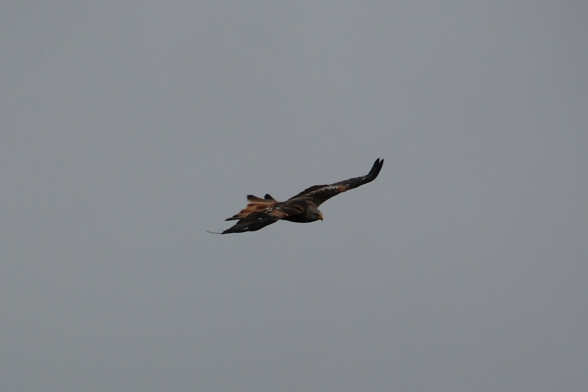 Red Kite - ML305861761